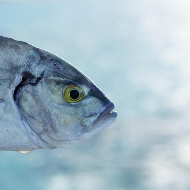 Strange Taxi Ride, 101 Words (2025)