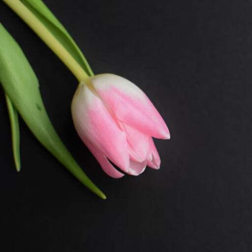 Never Liked Tulips, Thin Skin (2025)