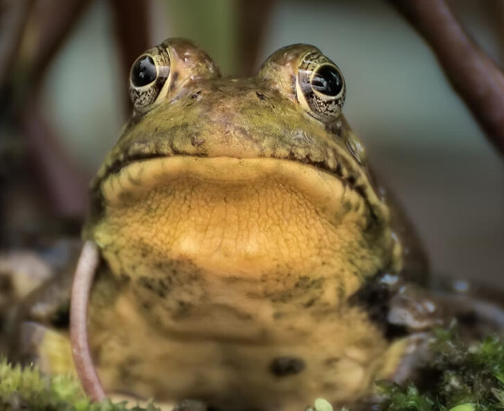 Sheila's Frog, Puerto del Sol (forthcoming)